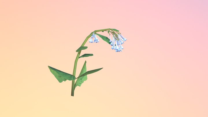 Pending:Virginia Bluebells (Mertensia virginica) 3D Model