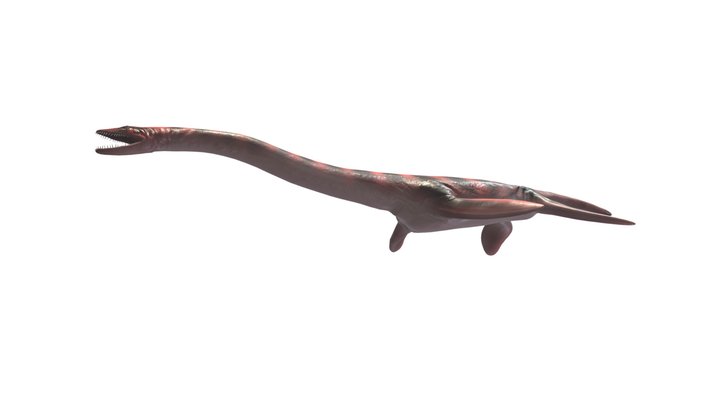 Plesiosaurus dolichodeirus 3D Model