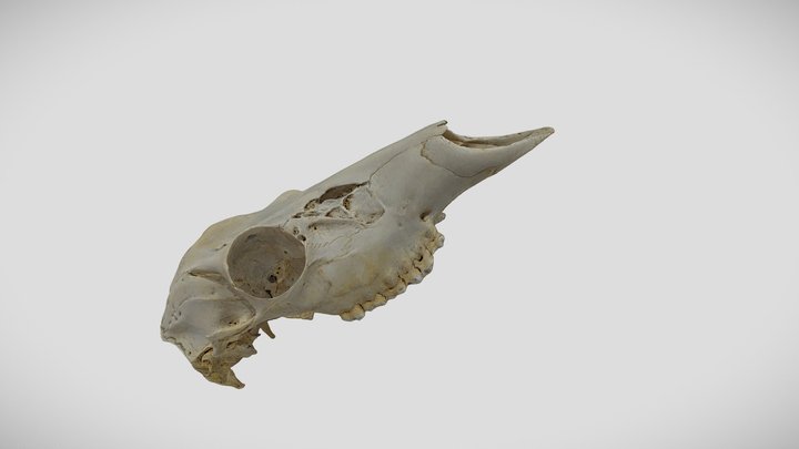 Sheep's Skull 3D Model