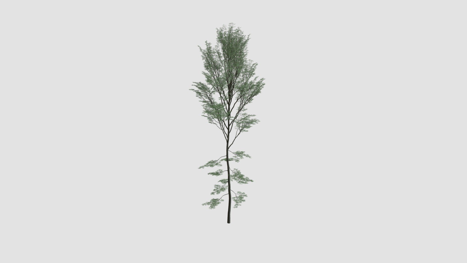 Tree - Buy Royalty Free 3D model by Evermotion [7ac836f] - Sketchfab Store