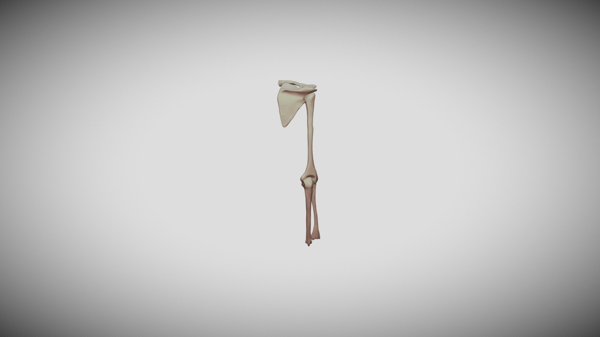 Clavicle, Scapula, Humerus, Ulna, and Radius