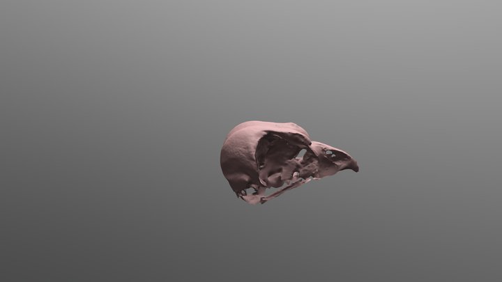 Eurasian Eagle Owl Skull 3D Model