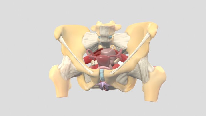 3D Female Pelvic Anatomy Model 3D Model
