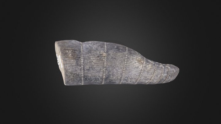 Horsetail: Calamites suckowi (PRI 50479) – Modelo 3D gratuito STL