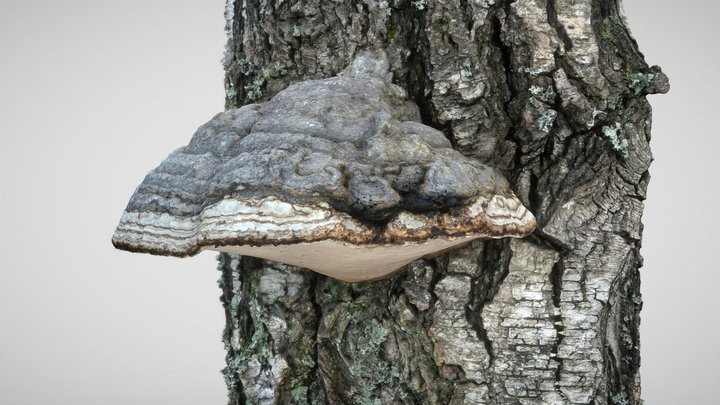 Fomes fomentarius (Gray) – Modello 3D gratuito STL