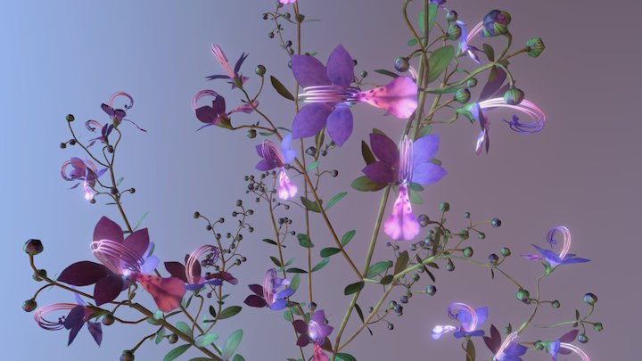 Forked Blue Curl (Trichostema Dichotomum) 3D Model