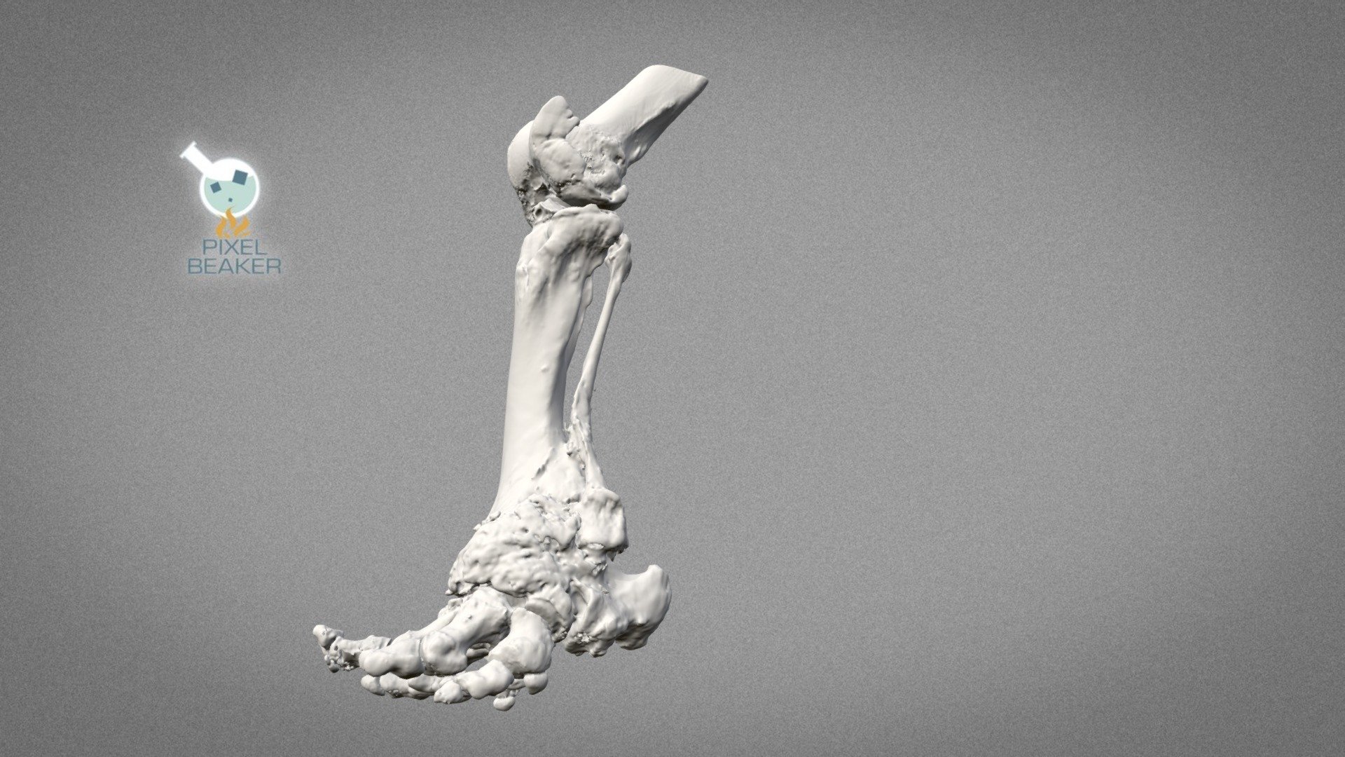 Elephant Leg Bones - Osteoarthritis - 3D model by Pixelbeaker [7ad3449 ...