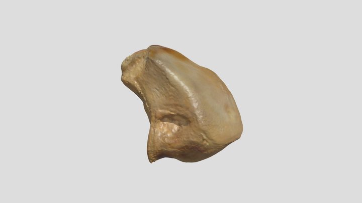 Stellar Sea Lion -Trapezium (R) 3D Model