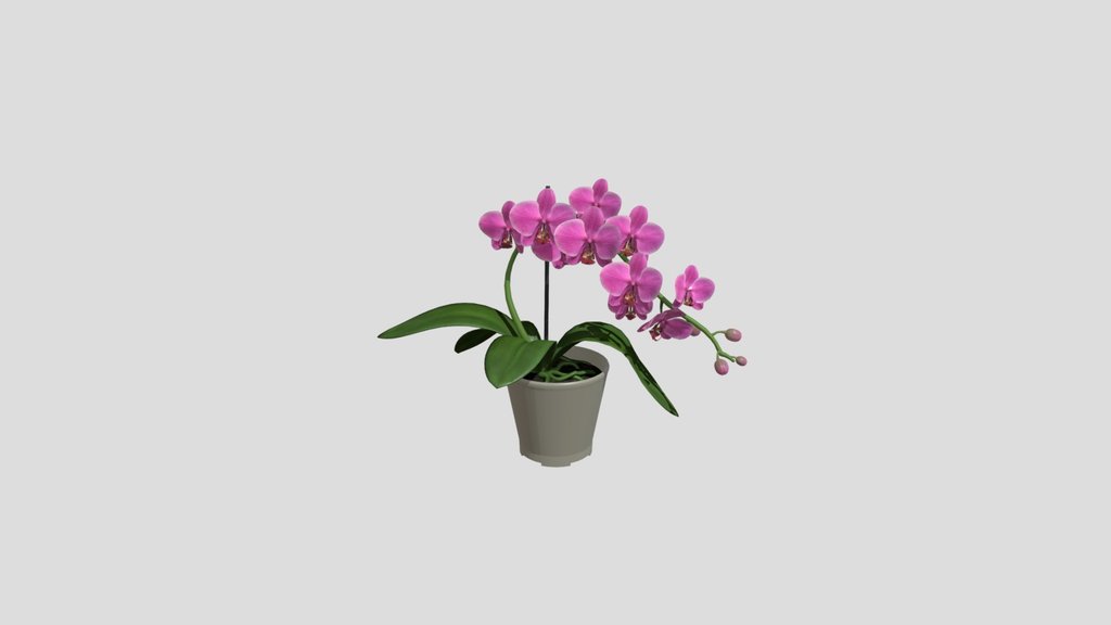 Pink Orchid