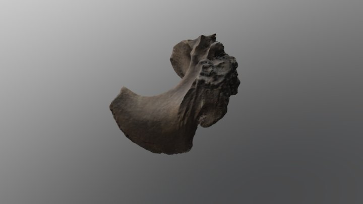 Thescelosaur left exoccipital 3D Model