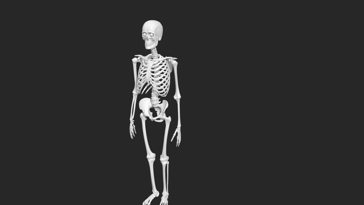 Male Skeleton