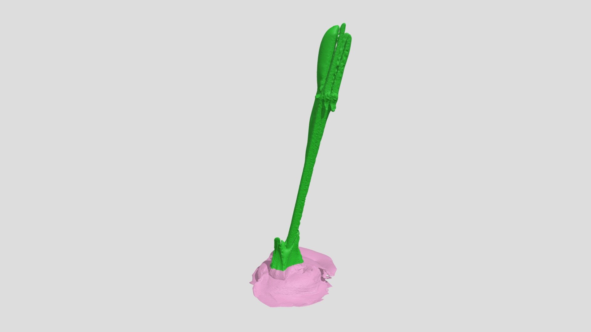 rose 5
