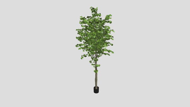 Tall Ginkgo Tree In Black Planter