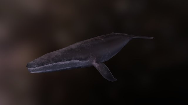 Stylized Gray Whale 3D Model
