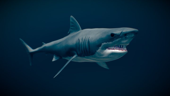 Shark 03 - 3D model by Zacxophone [7aea629] - Sketchfab