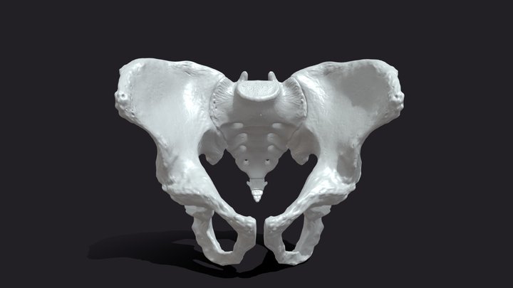 Male Pelvis