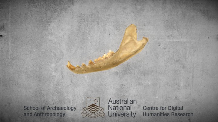 Thylacine Cynocephalus jaw left side 3D Model