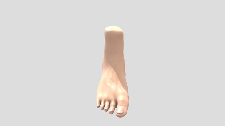 Foot 3D Model