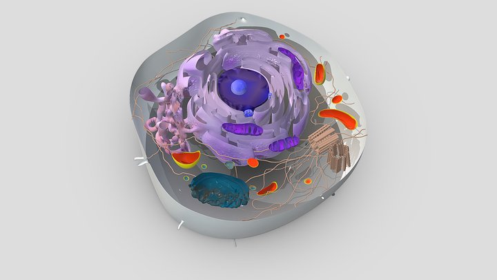 Animal Cell - 3D model by Coffee Hangover Studio [7af2a63] - Sketchfab