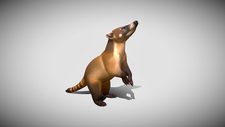 Nasua Narica – Modello 3D gratuito STL