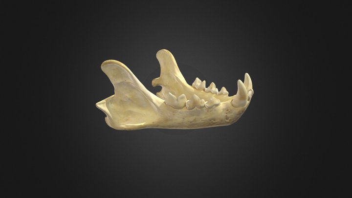 Mandíbula de puma concolor 3D Model