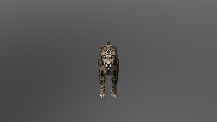 Clouded leopard 3D Model
