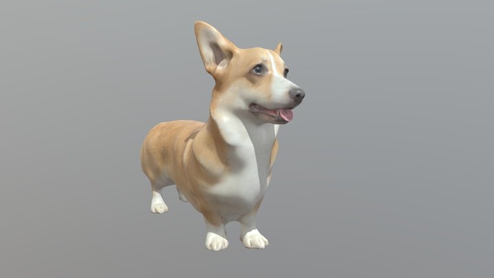 corgi dog 3D Model