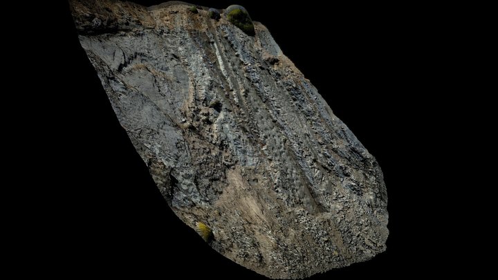 Tetrapod footprints track 3D Model