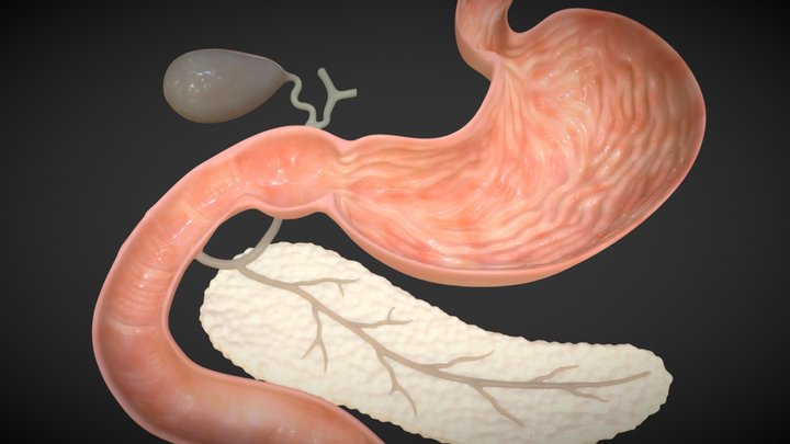 Gastroscopy (animated) 3D Model