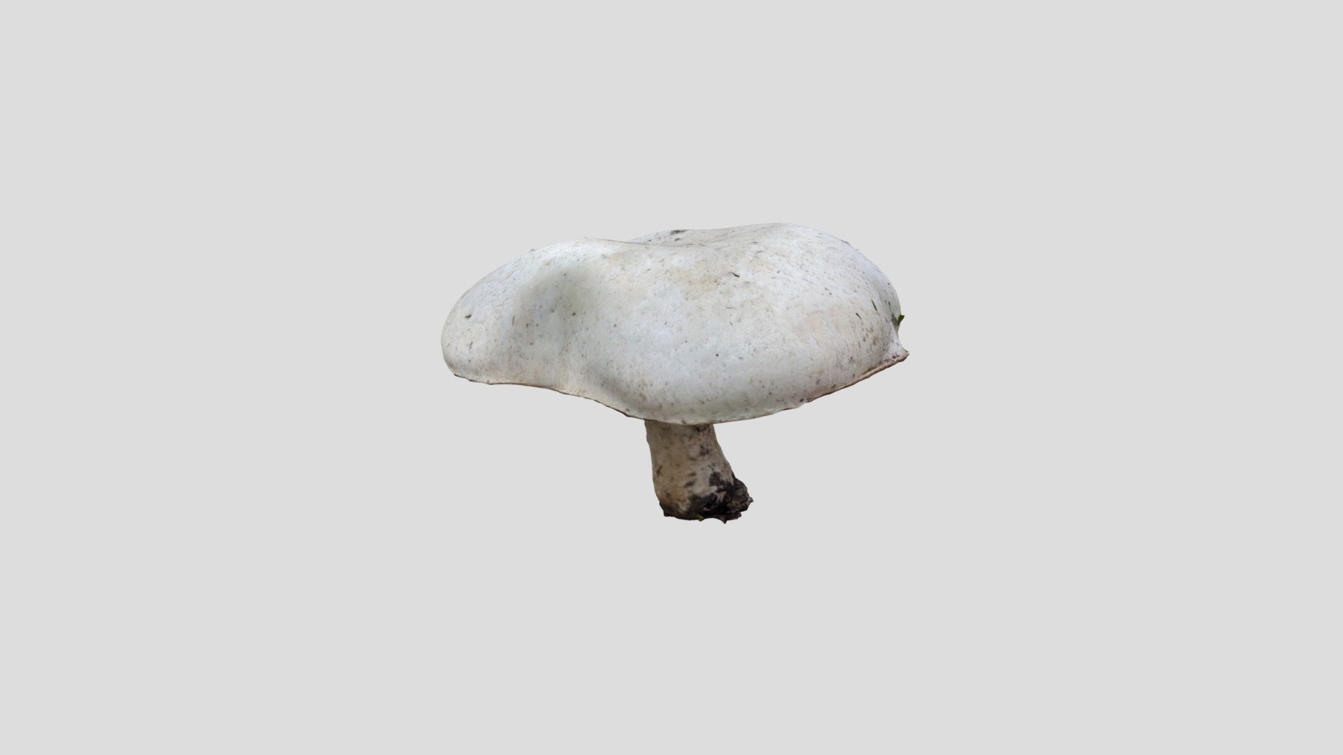 Mushroom 2 — Sketchfab embed 3D viewer