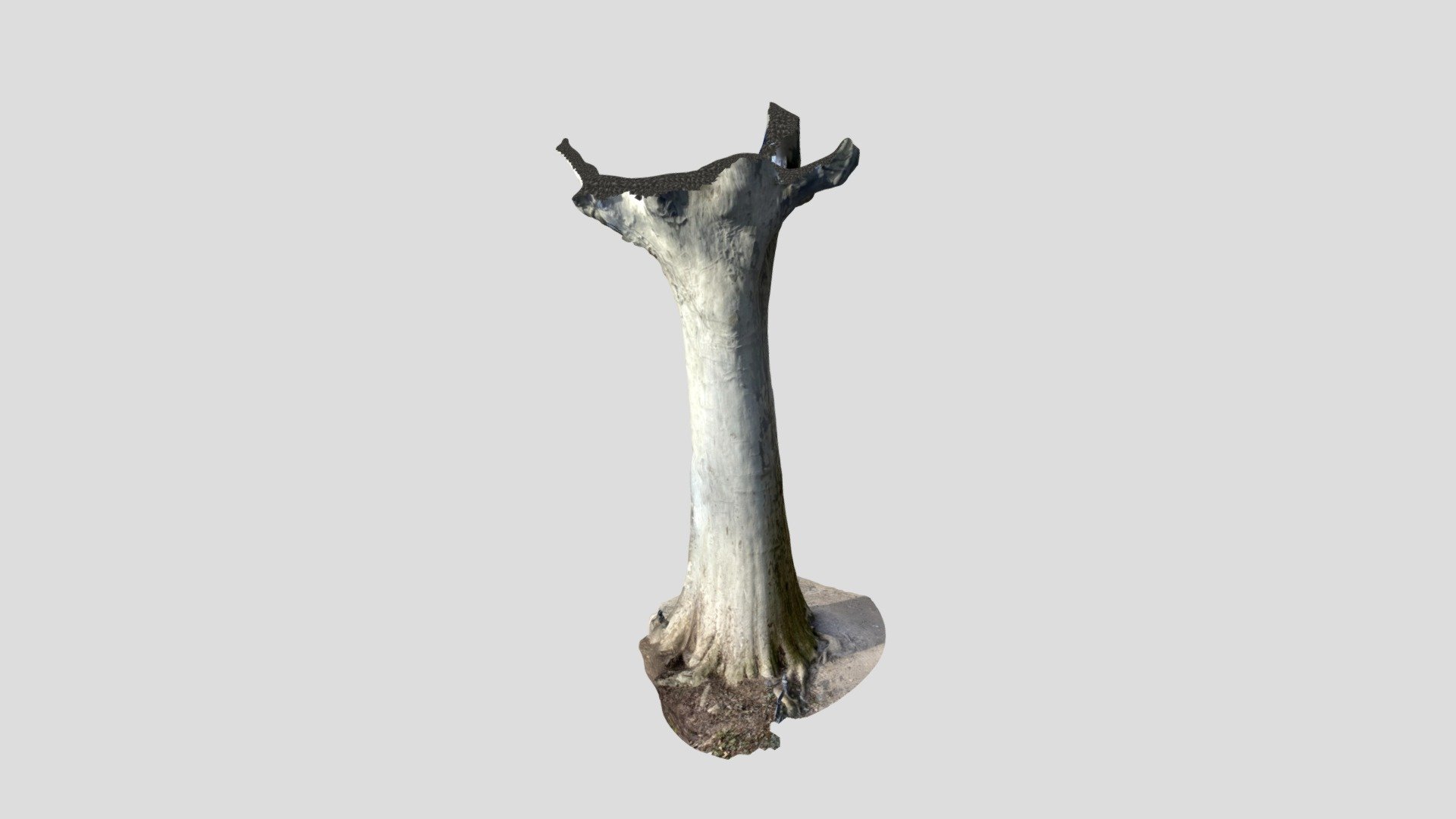 treebig — Sketchfab embed 3D viewer
