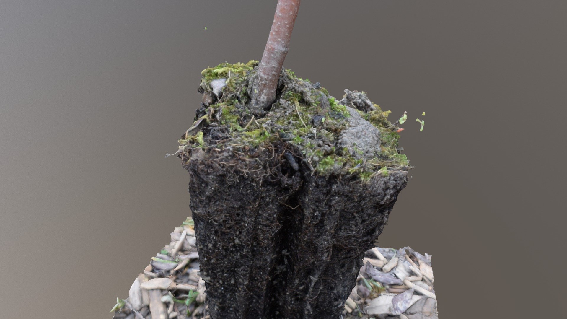 Plant