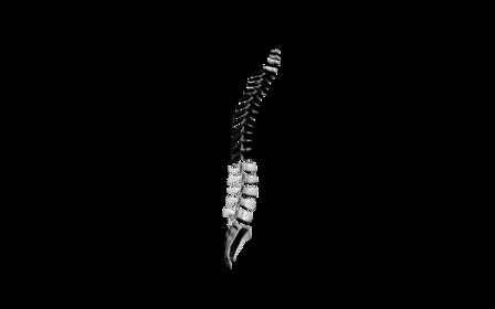 Spinal column 3D Model