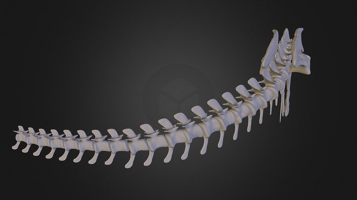 Hip And Tail 3D Model