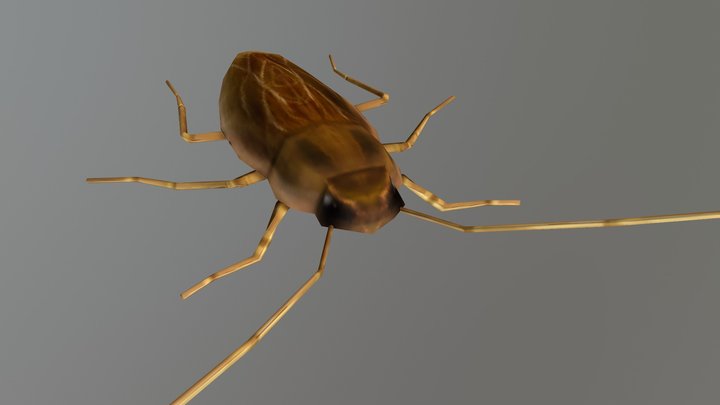 Roach 3D Model