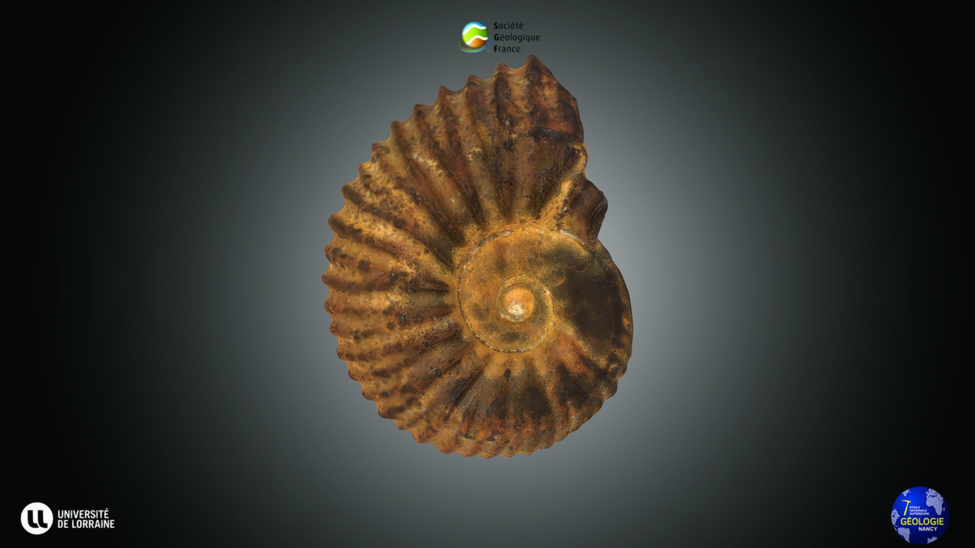 Ammonïode - Neocomites neocomiensis - Download Free 3D model by Société ...
