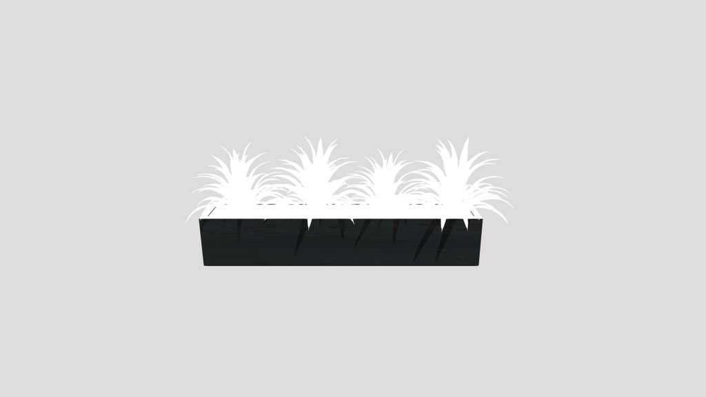 Agave Plant
