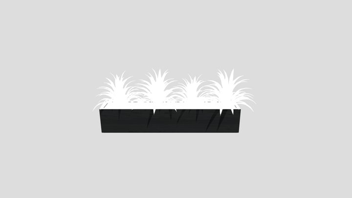 Agave Plant
