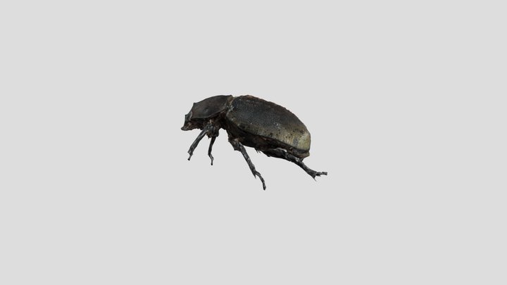 盖亚斯犀金龟雌虫 3D Model