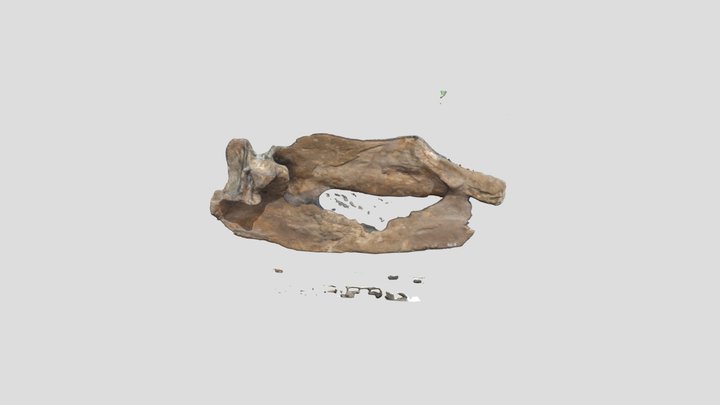 Mystriosuchus jaw 3D Model