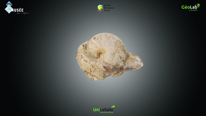 NautiloÏde - Cimomia sp. – Kostenloses 3D-Modell STL
