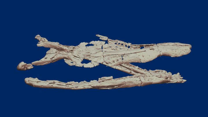 Pliosaurus Skull 3D Model