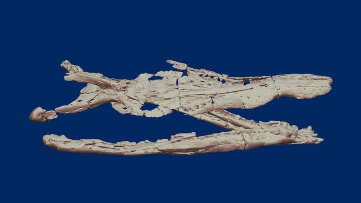 Pliosaurus Skull 3D Model