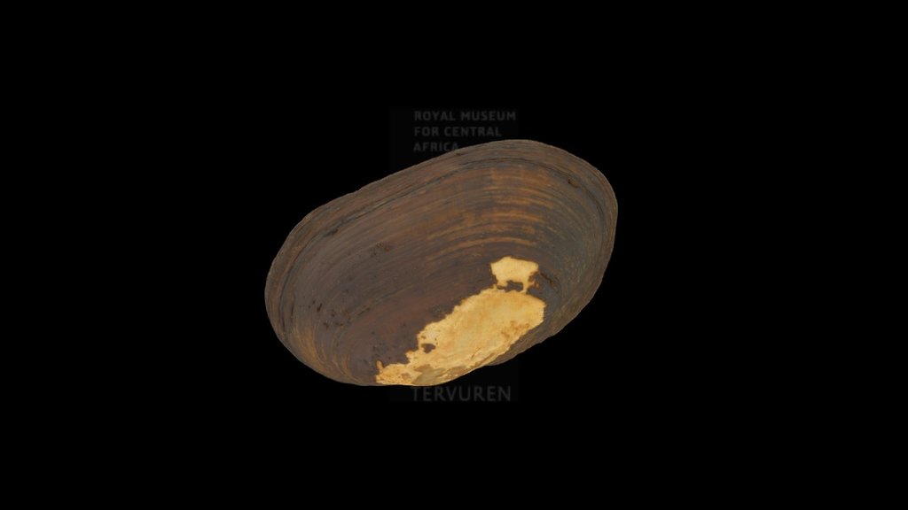 Spatha semicorrugata a - 3D model by Royal Museum for Central Africa ...