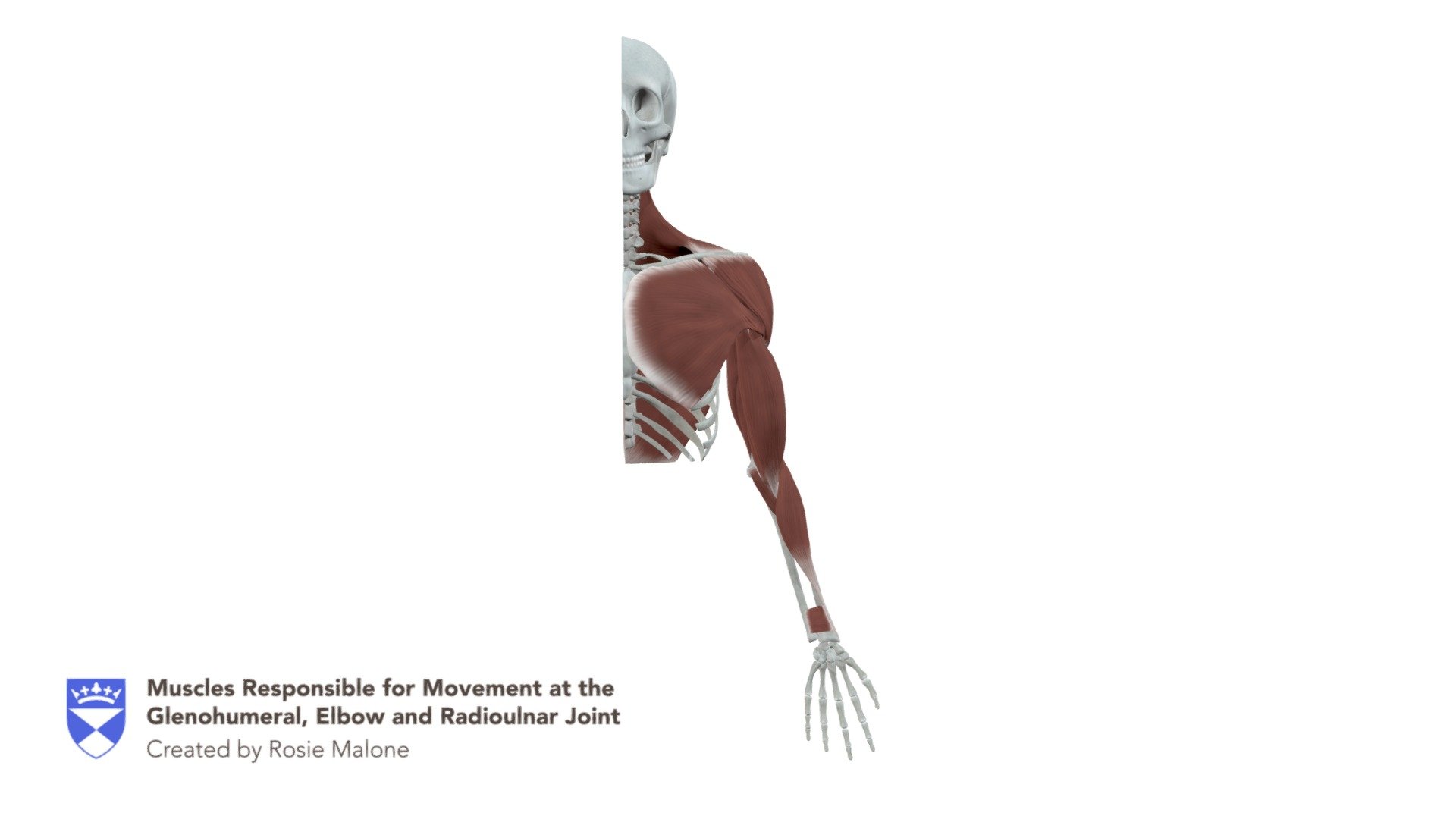 Upper Limb Muscle Model