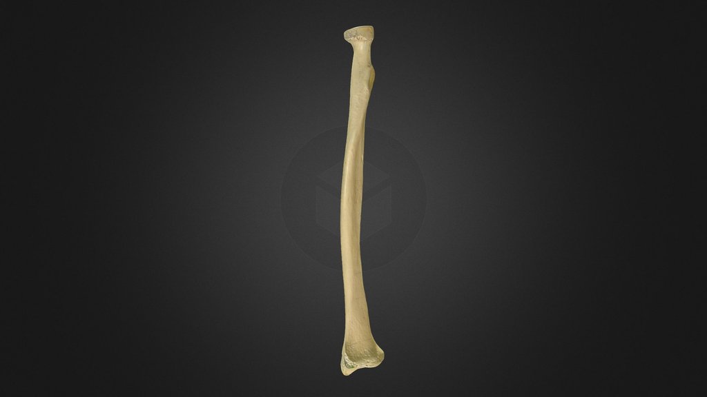 upper limb bones - A 3D model collection by Aftab Abbasi (@aftababbasi8 ...