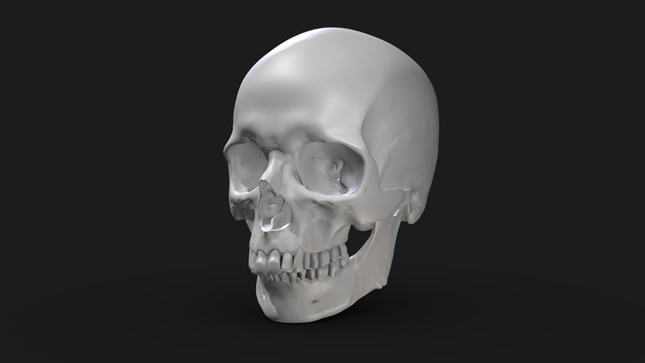 Human Skull 3D Model
