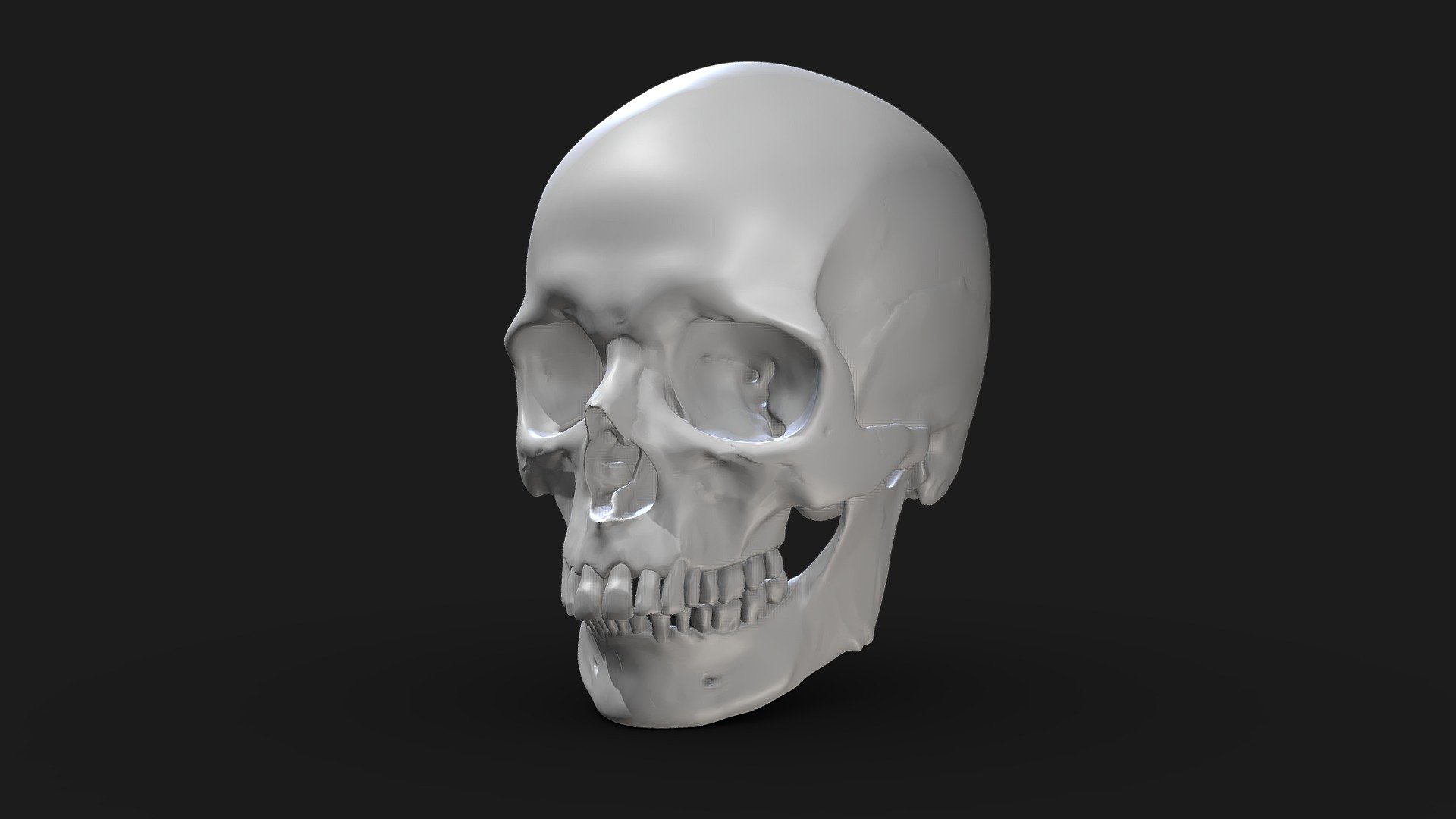 Human Skull
