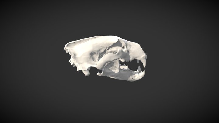 White Bear Skull - Crâne de l'ours blanc 3D Model