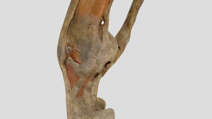 Prstni sklepi - bicelj konja 3D Model